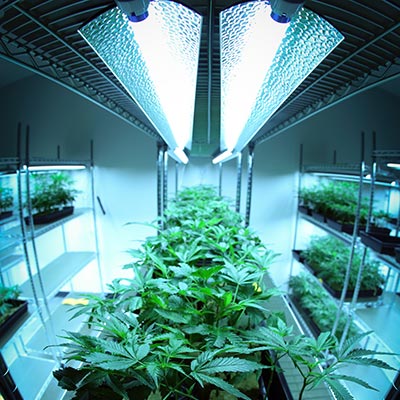 Image of Cannabis being grown under fluorescent lights.