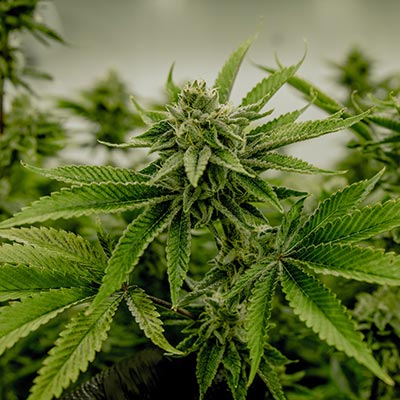 Image of nice Cannabis Flowers/Bud/Plant