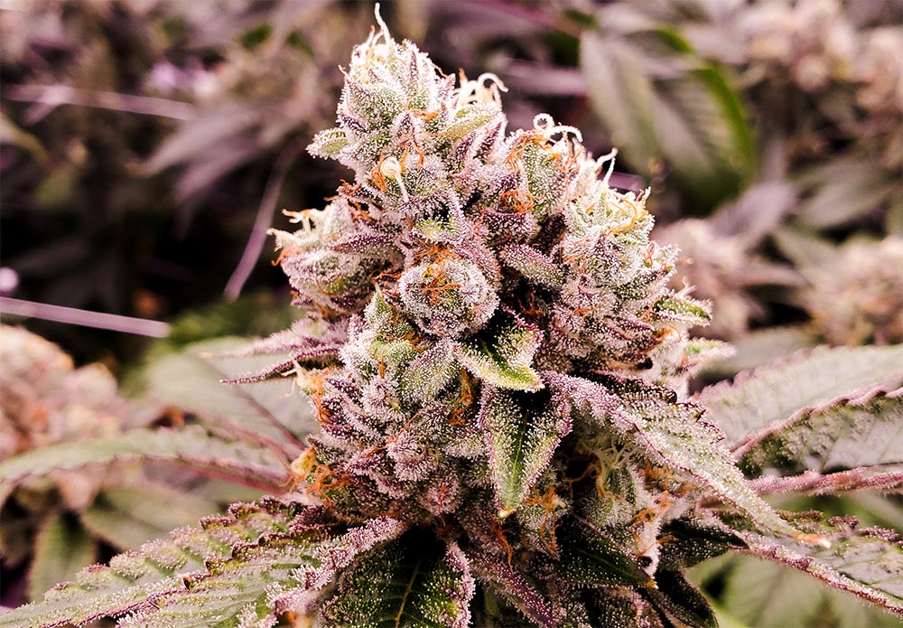 Image of Excellent Cannabis Flower