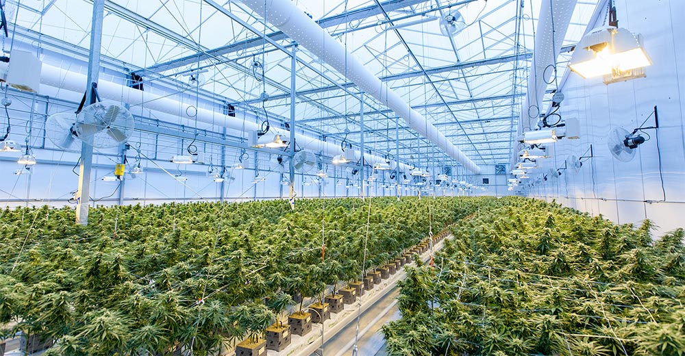 Image of Cannabis Greenhouse