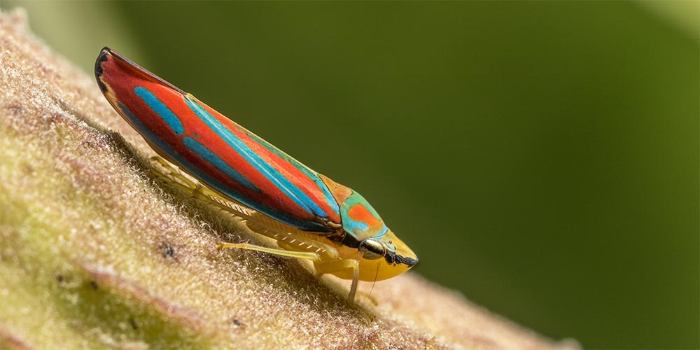 Image of Leafhopper Bug